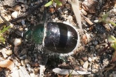 Paracotalpa