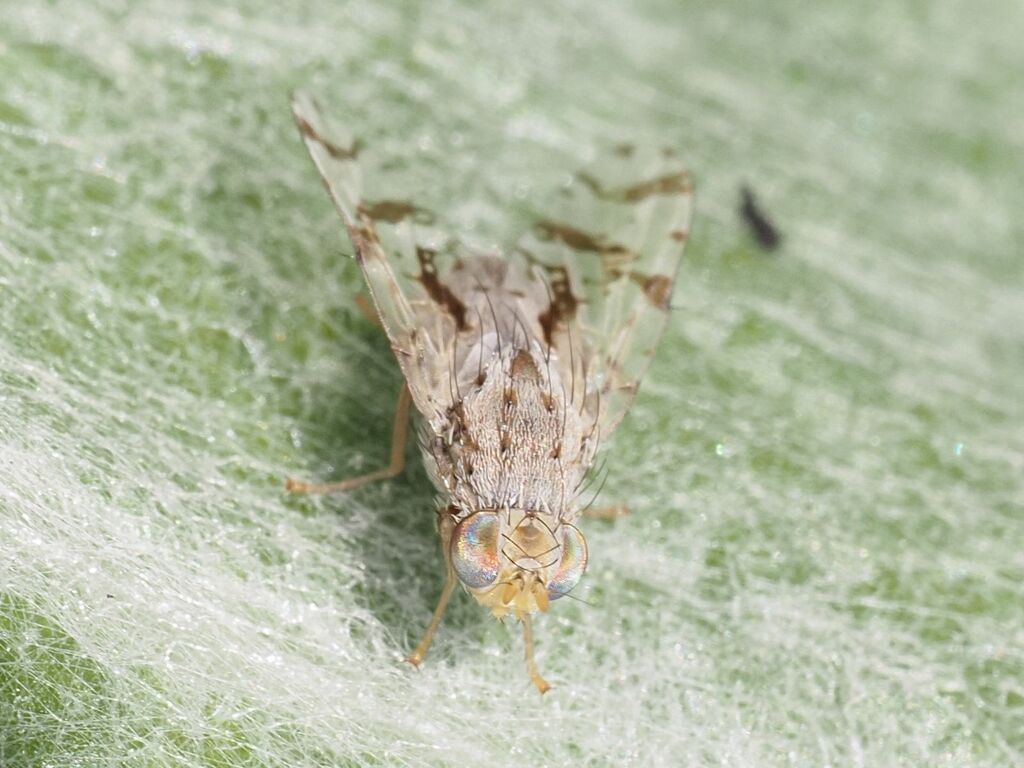 Tephritis postica