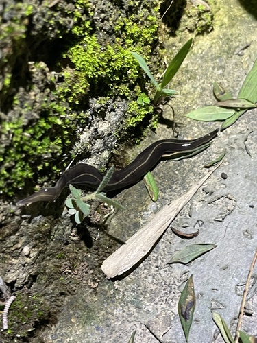 New Guinea Flatworm