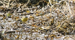 Motacilla flava flava