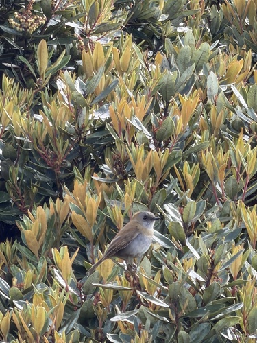 Black-billed Nightingale-Thrush (Catharus gracilirostris), photo 6