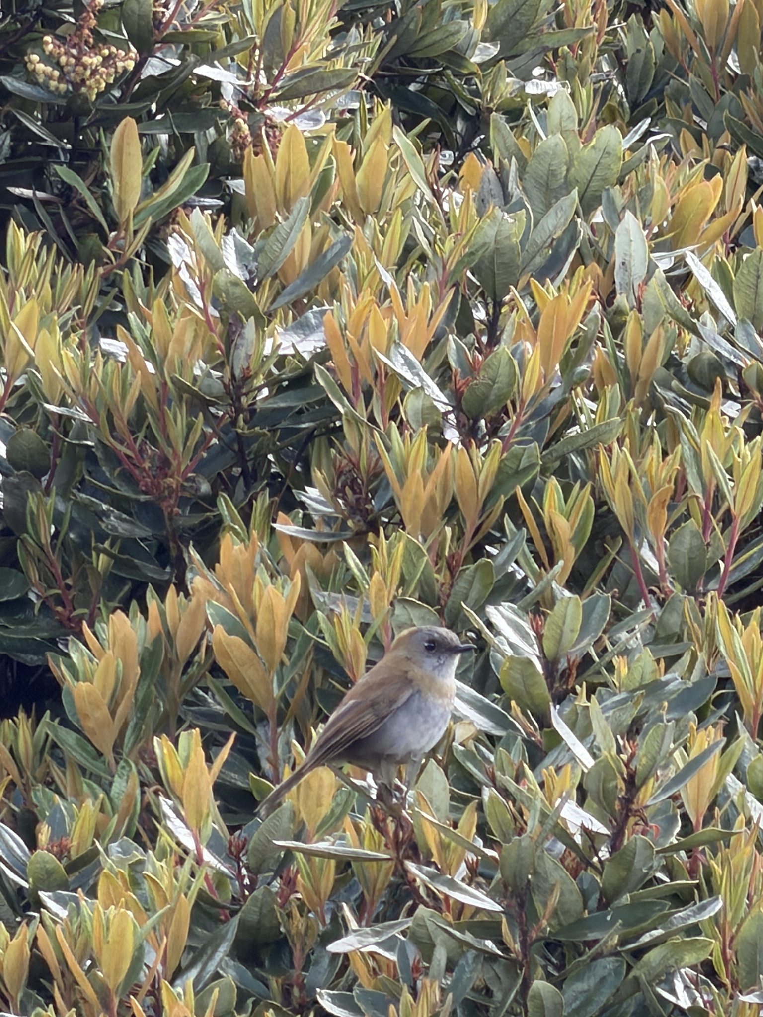 Black-billed Nightingale-Thrush (Catharus gracilirostris), photo 6