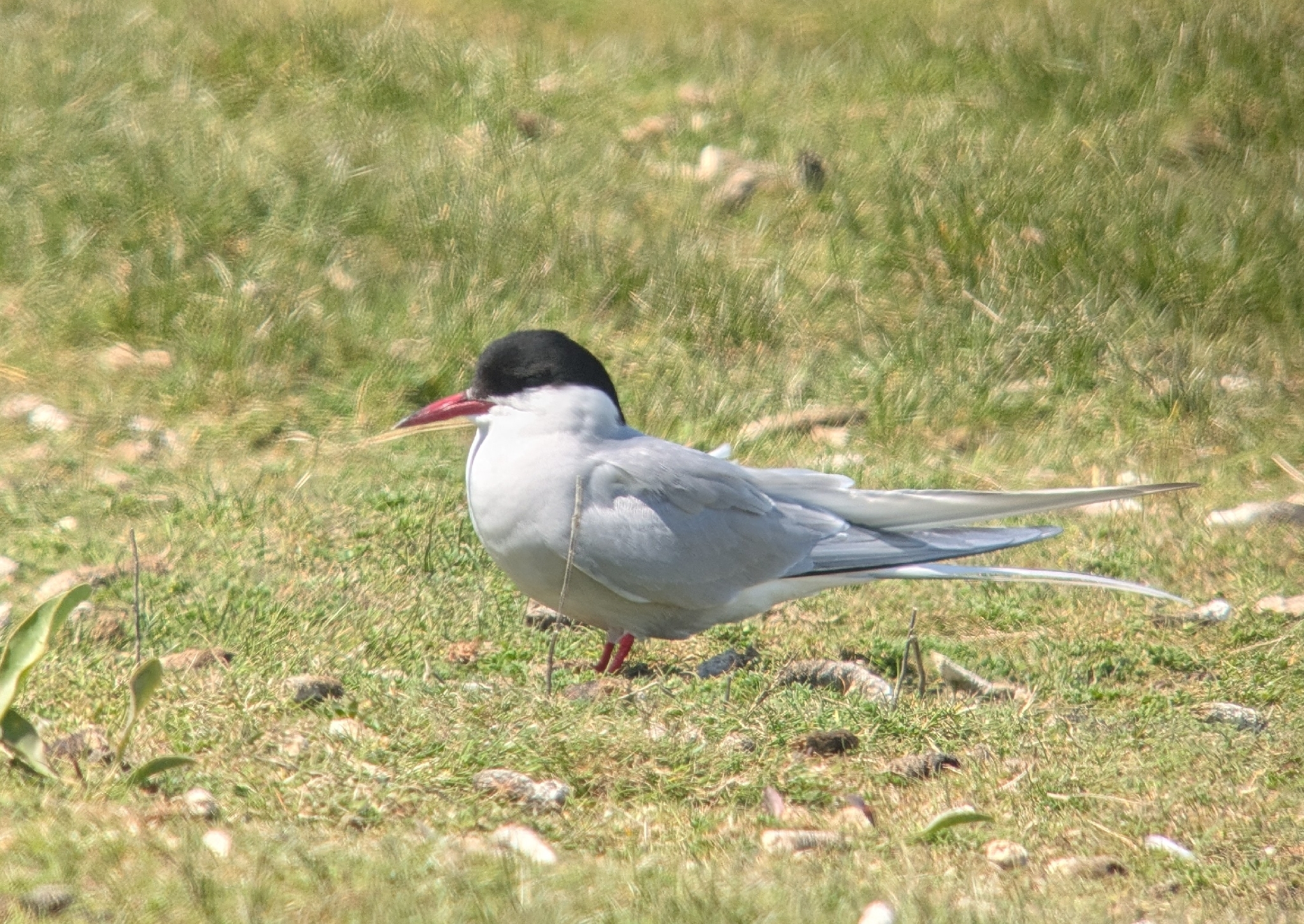 Arctic Tern (Sterna paradisaea), photo 7