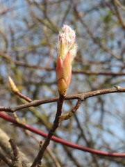 Amelanchier × lamarckii
