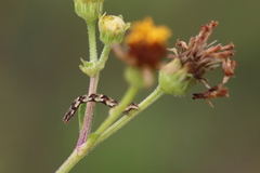 Lepidoptera