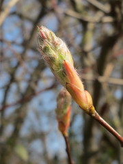 Amelanchier × lamarckii