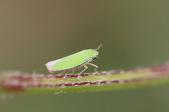 Hortensia similis