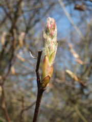 Amelanchier × lamarckii