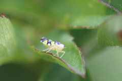 Protalebrella brasiliensis