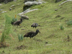 Bostrychia carunculata