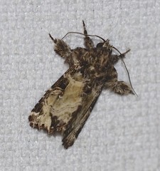 Callopistria rivularis