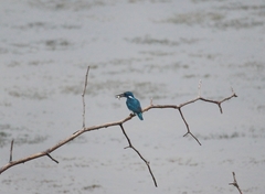 Alcedo coerulescens