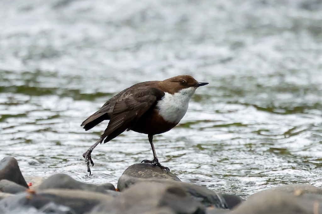 West British Isles White-throated Dipper