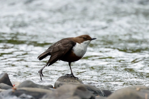 West British Isles White-throated Dipper