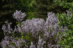 Paulownia kawakamii