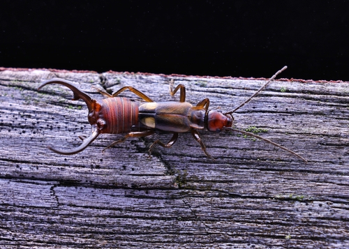 Anechura japonica