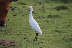 Bubulcus ibis coromandus