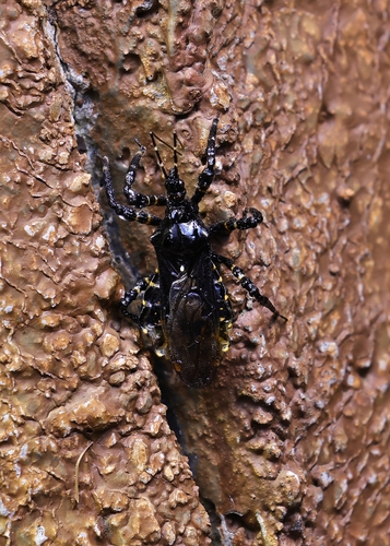 Velinus nodipes