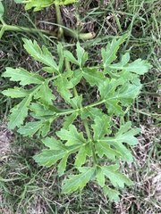 Polytaenia
