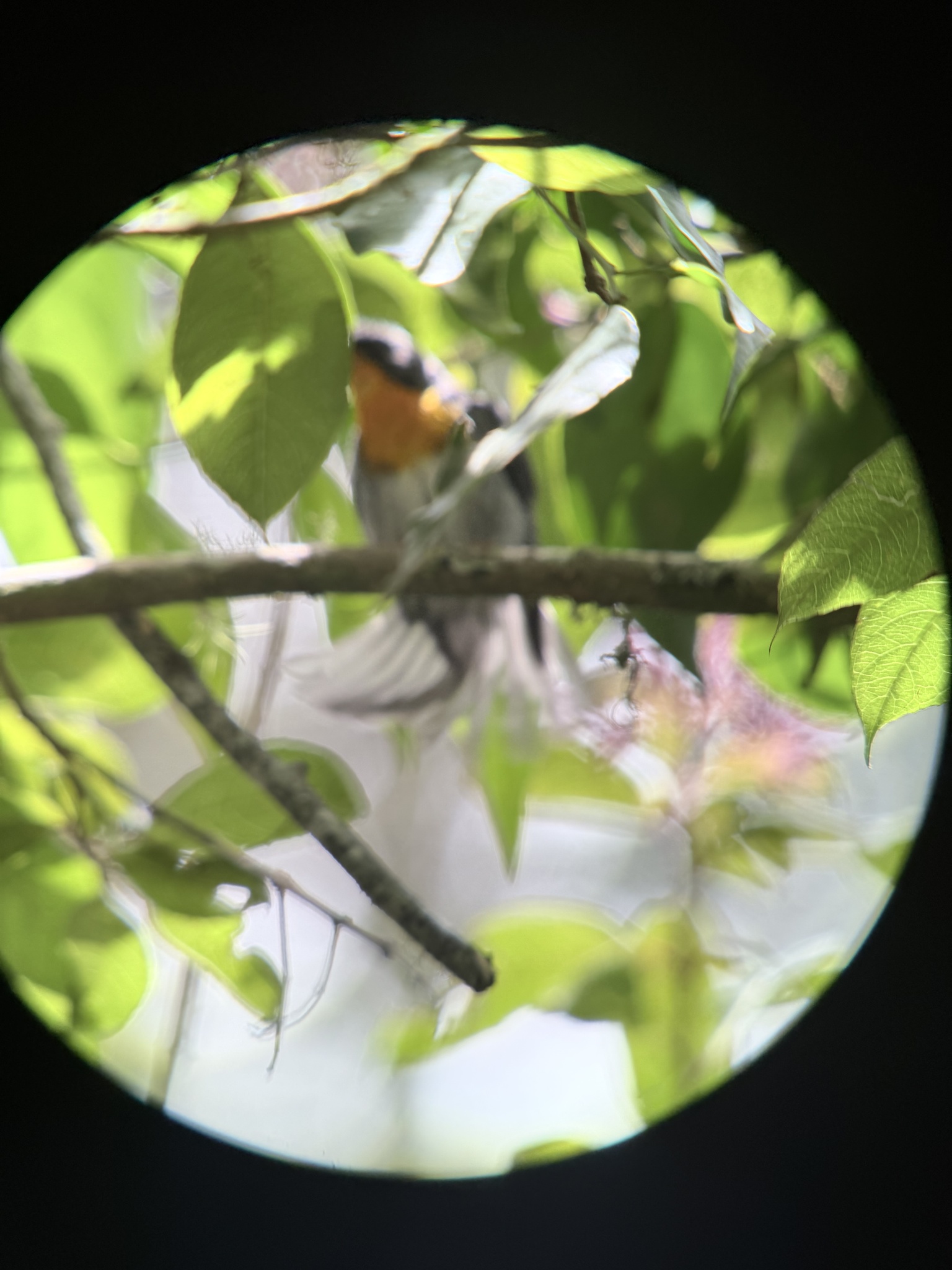 Flame-throated Warbler (Oreothlypis gutturalis), photo 5