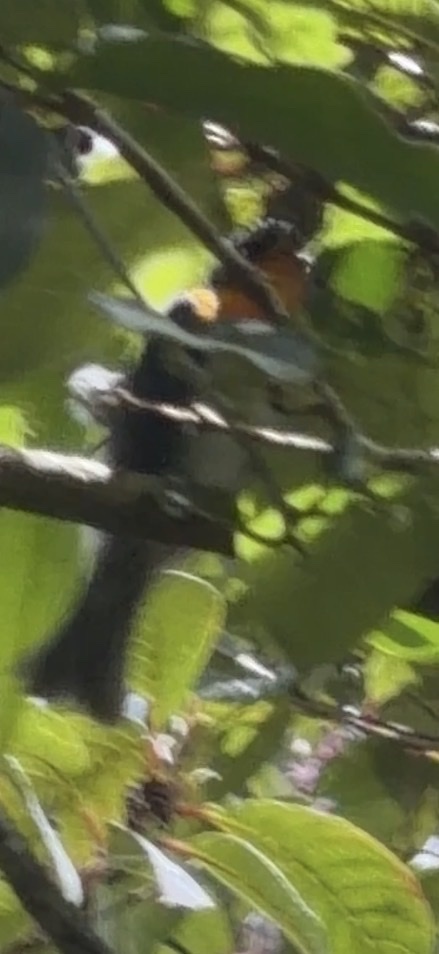 Flame-throated Warbler (Oreothlypis gutturalis), photo 6
