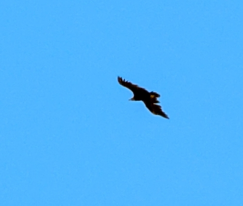 Cinereous Vulture
