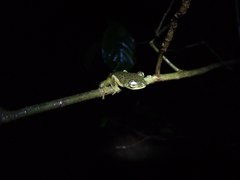 Rhacophorus edentulus