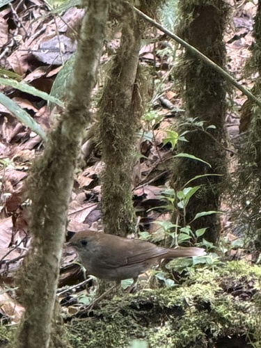 Ruddy-capped Nightingale-Thrush (Catharus frantzii), photo 7