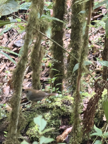 Ruddy-capped Nightingale-Thrush (Catharus frantzii), photo 8