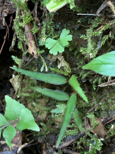 Begonia xiphophylla