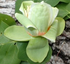 Liriodendron tulipifera image