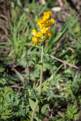 Corydalis curvisiliqua