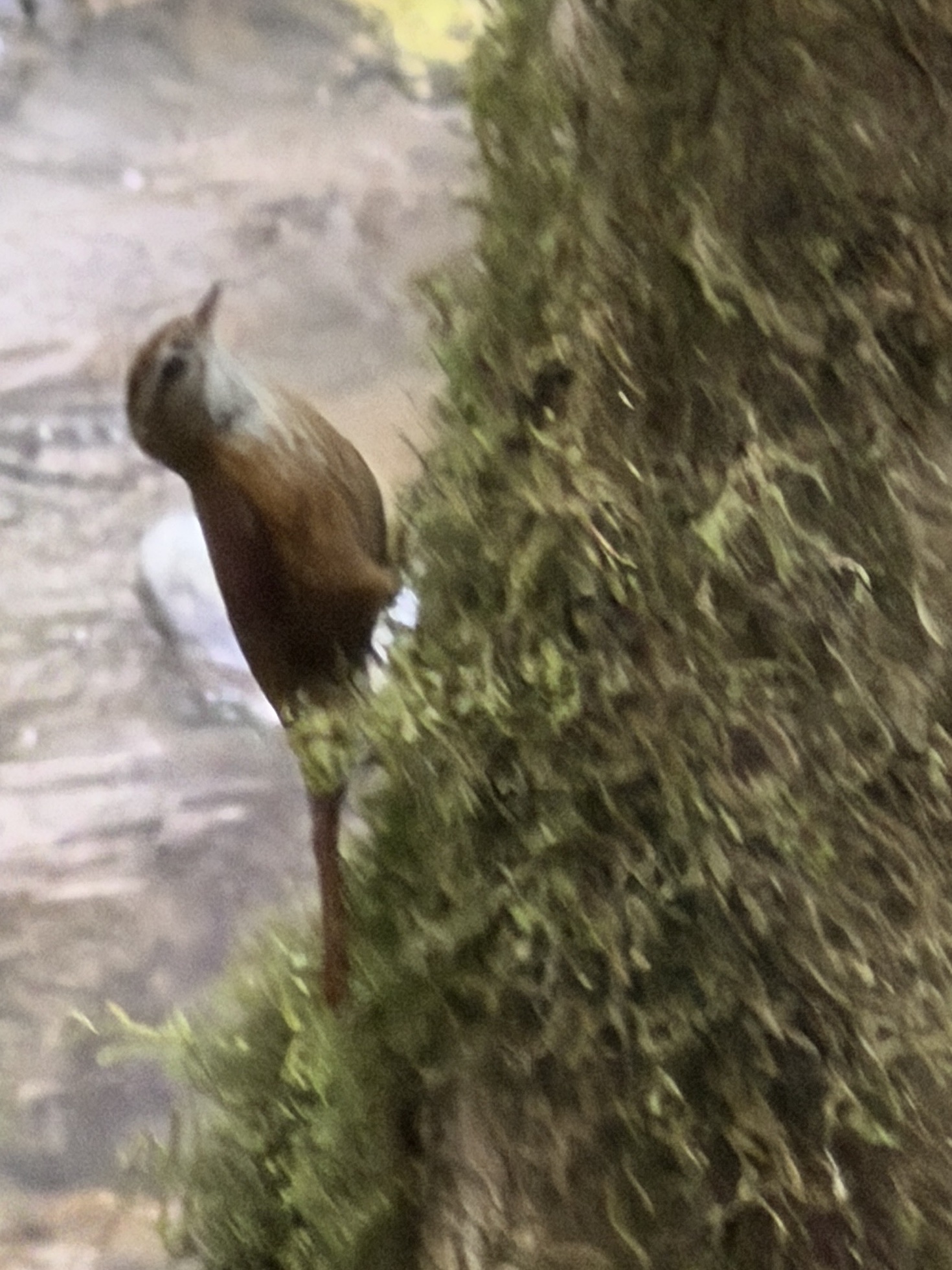 Ruddy Treerunner (Margarornis rubiginosus), photo 6