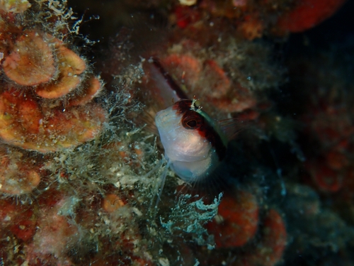 Parablennius rouxi
