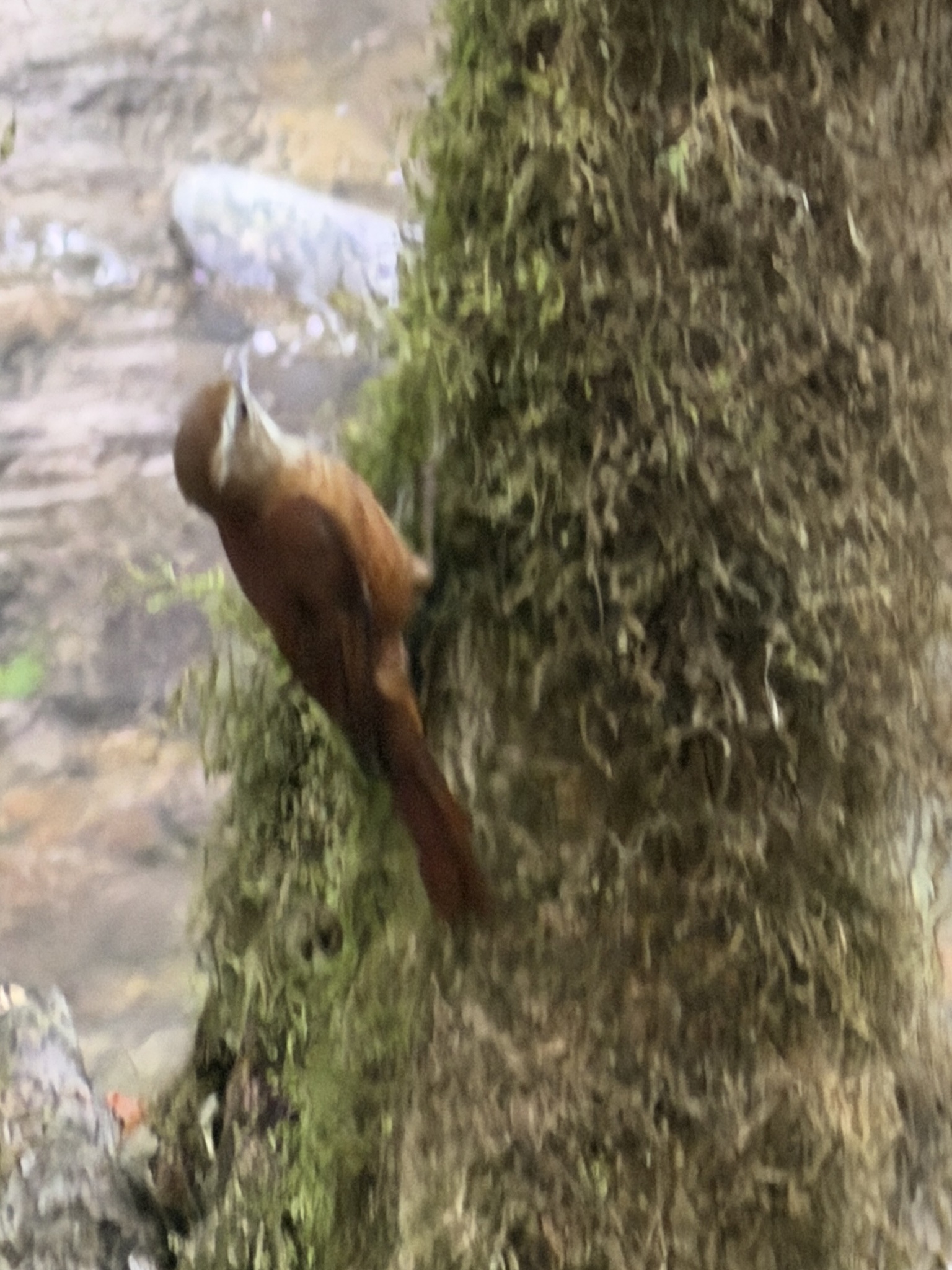 Ruddy Treerunner (Margarornis rubiginosus), photo 7