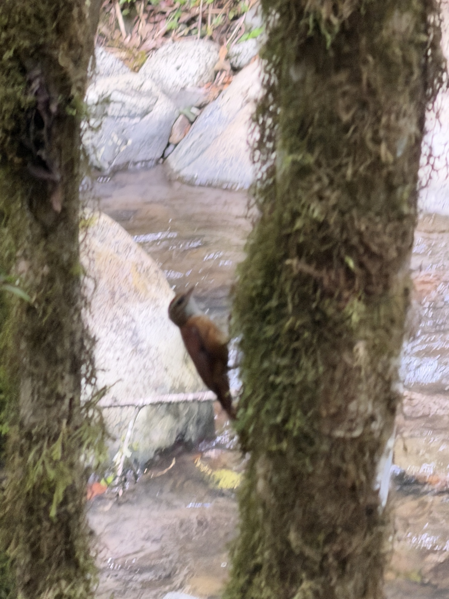Ruddy Treerunner (Margarornis rubiginosus), photo 8