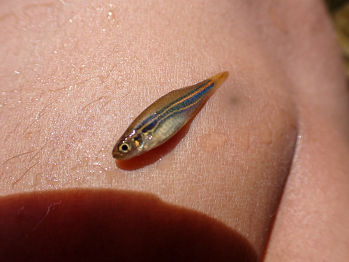Blue danio (Danio kerri) — Cyprinidae — 3