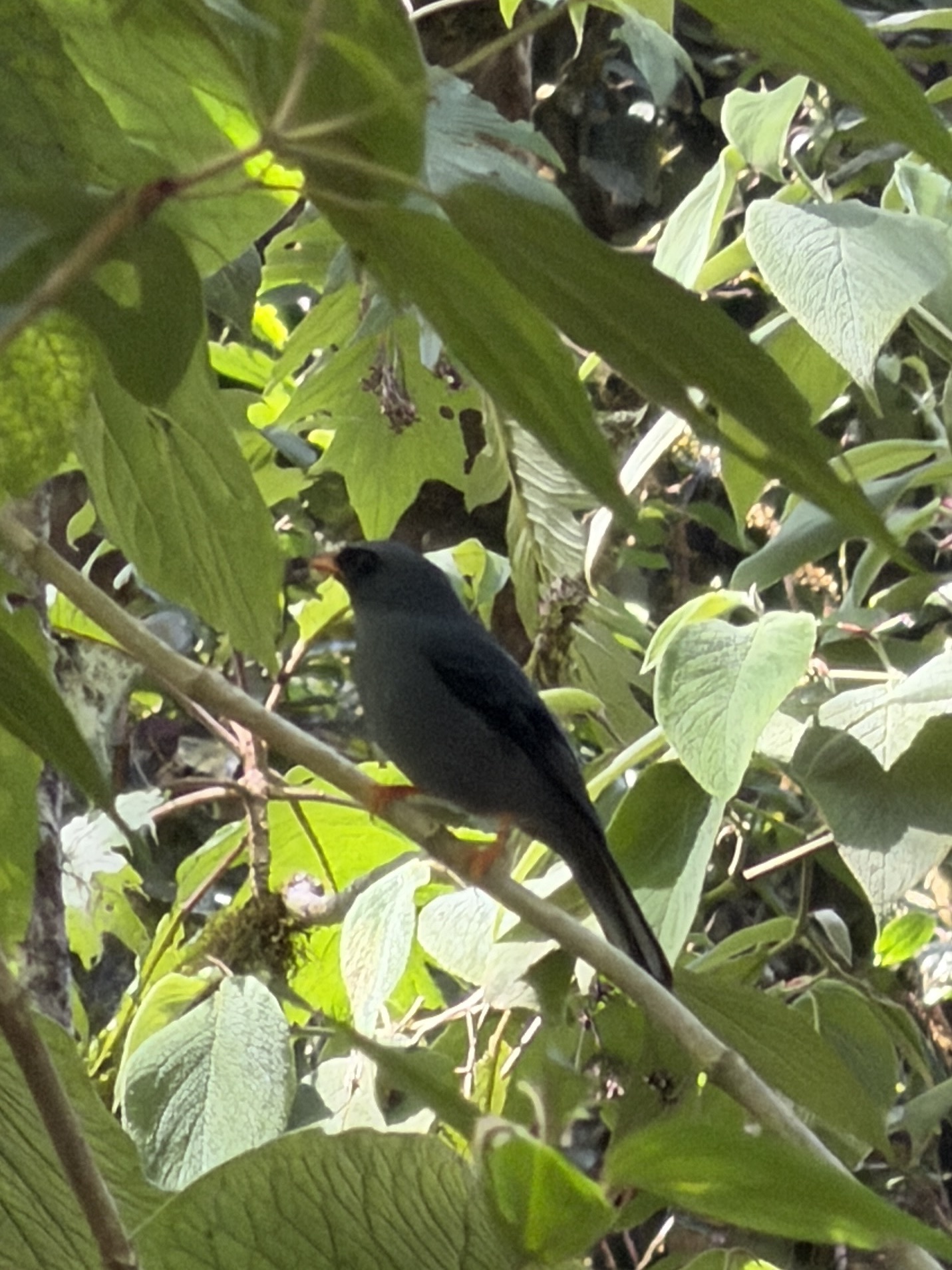 Black-faced Solitaire (Myadestes melanops), photo 4