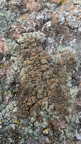 Stonewall Rim Lichen