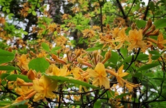 Rhododendron austrinum