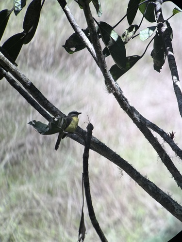 Golden-bellied Flycatcher (Myiodynastes hemichrysus), photo 6