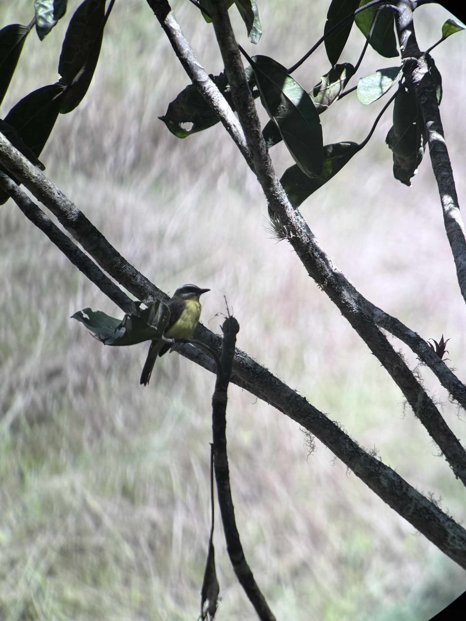 Golden-bellied Flycatcher (Myiodynastes hemichrysus), photo 6