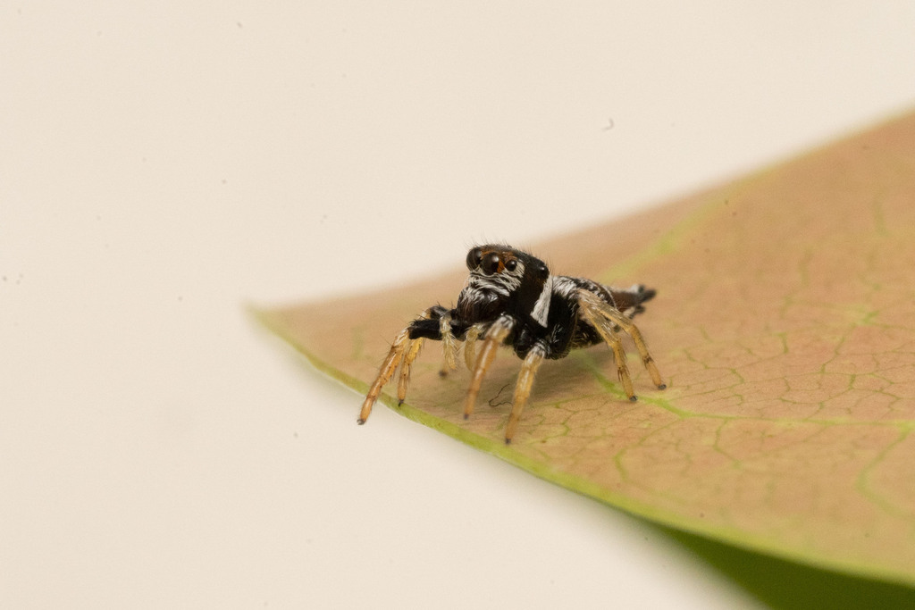 Ptocasius weyersi (Ptocasius weyersi)