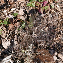 Foeniculum vulgare dulce