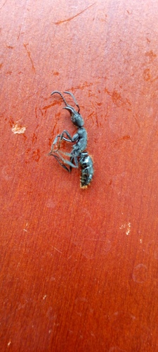 African stink ant