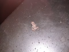 Ingerophrynus celebensis