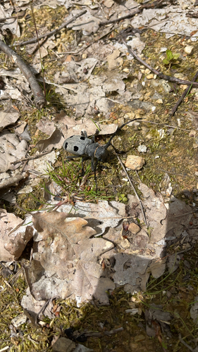 Morimus funereus
