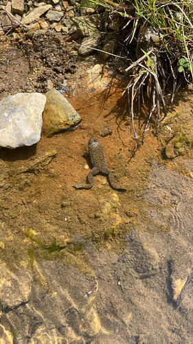 Yellow-bellied Toad