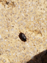 Gondwanocrypticus platensis