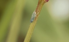 Xyphon reticulatum